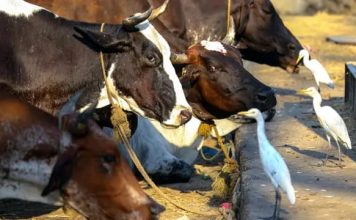 दौंडमध्ये गोवंश कत्तल प्रयत्न उघडकीस; इतर ठिकाणीही तपासाची नागरिकांची मागणी