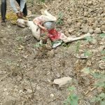 हस्तनपूर परिसरात बिबट्याचा वावर वासरावर हल्ला ग्रामस्थांमध्ये भीतीचे वातावरण