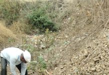 हस्तनपूर परिसरात बिबट्याचा वावर वासरावर हल्ला ग्रामस्थांमध्ये भीतीचे वातावरण