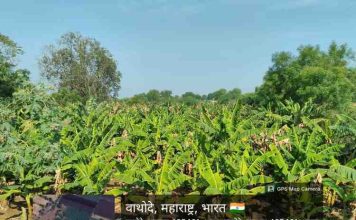 अवकाळी पावसाचा शिरपूर तालुक्याला मोठा फटका