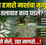 पुणे तिथे काय उणे? पाषाण तलावातील मासेमृत्यूने पर्यावरणीय संकट ओढावणार…