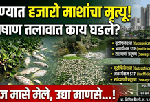 पुणे तिथे काय उणे? पाषाण तलावातील मासेमृत्यूने पर्यावरणीय संकट ओढावणार…