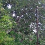 लोंबकळलेल्या वीजतारा ठरताहेत धोकादायक परिस्थिती, गंगाखेड महावितरण कंपनीच्या दुर्लक्षाने शहरातील नागरिकांत संताप