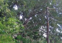 लोंबकळलेल्या वीजतारा ठरताहेत धोकादायक परिस्थिती, गंगाखेड महावितरण कंपनीच्या दुर्लक्षाने शहरातील नागरिकांत संताप