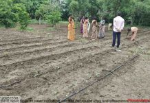परसबाग प्रकल्पाला उत्स्फूर्त प्रतिसाद; सिंदखेडेतील विद्यालयात विद्यार्थ्यांकडून भाजीपाला लागवड