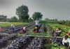 आत्मा योजनेतून सिन्नरमध्ये विदेशी भाजीपाला शेतीला चालना; नाविन्यपूर्ण पिकांमुळे शेतकऱ्यांना उत्पन्नवाढीची संधी