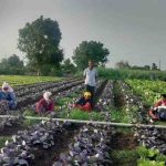 आत्मा योजनेतून सिन्नरमध्ये विदेशी भाजीपाला शेतीला चालना; नाविन्यपूर्ण पिकांमुळे शेतकऱ्यांना उत्पन्नवाढीची संधी