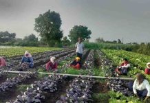 आत्मा योजनेतून सिन्नरमध्ये विदेशी भाजीपाला शेतीला चालना; नाविन्यपूर्ण पिकांमुळे शेतकऱ्यांना उत्पन्नवाढीची संधी