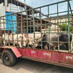 १४ मोकाट जनावरे ताब्यात, हळदा गोशाळेत रवानगी