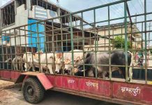 १४ मोकाट जनावरे ताब्यात, हळदा गोशाळेत रवानगी